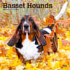 image Basset Hounds 2024 Wall Calendar Main Product Image width=&quot;1000&quot; height=&quot;1000&quot;