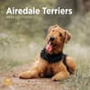 image Airedale Terriers 2024 Wall Calendar Main Product Image width=&quot;1000&quot; height=&quot;1000&quot;