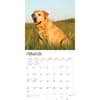 image Yellow Lab Retriever 2024 Wall Calendar Second Alternate Image width=&quot;1000&quot; height=&quot;1000&quot;
