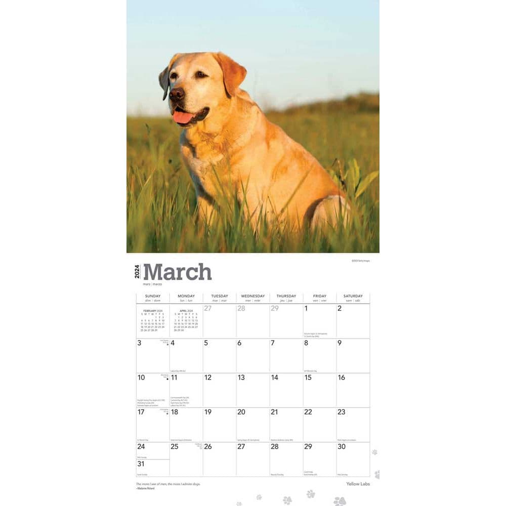 Yellow Lab Retriever 2024 Wall Calendar Second Alternate Image width=&quot;1000&quot; height=&quot;1000&quot;