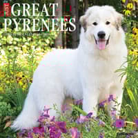 image Great Pyrenees 2026 Wall Calendar Main Image