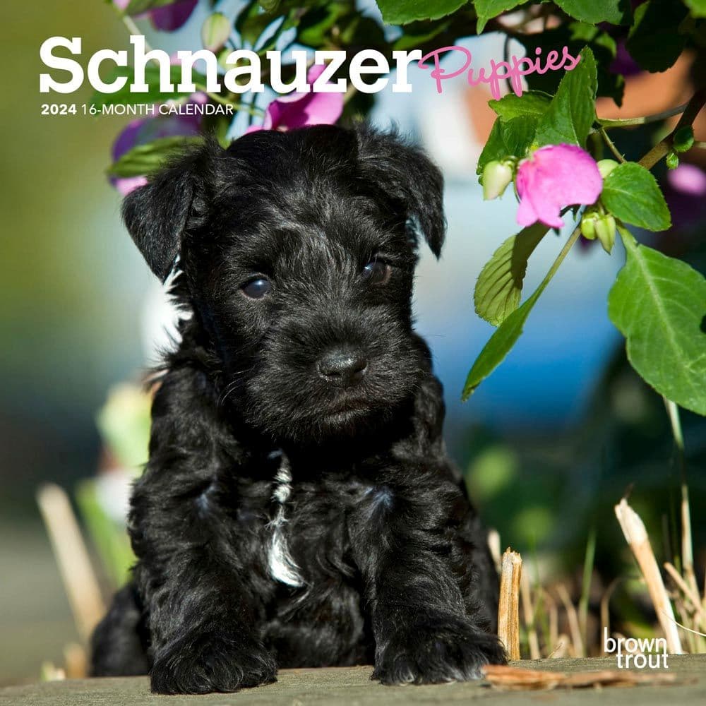 Schnauzer shop cheap