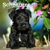 image Schnauzer Puppies 2024 Mini Wall Calendar Main Image