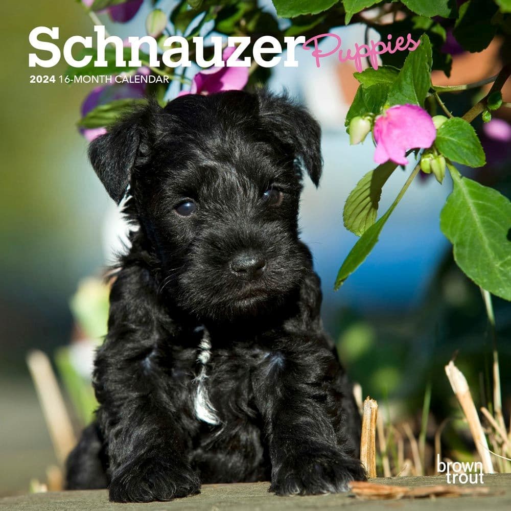 Schnauzer Puppies 2024 Mini Wall Calendar Main Image
