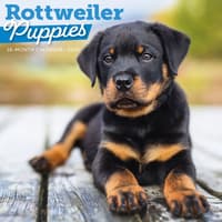image Just Rottweiler Puppies 2026 Wall Calendar Main Product Image