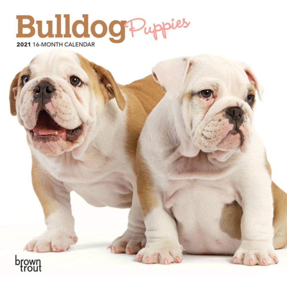 Bulldog Puppies 2021 Calendar