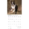 image Boston Terriers 2026 Wall Calendar Fourth Alternate Image