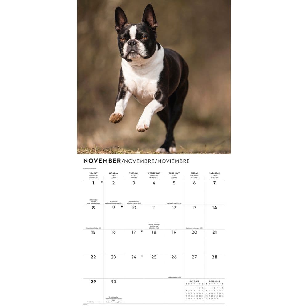 Boston Terriers 2026 Wall Calendar Fourth Alternate Image