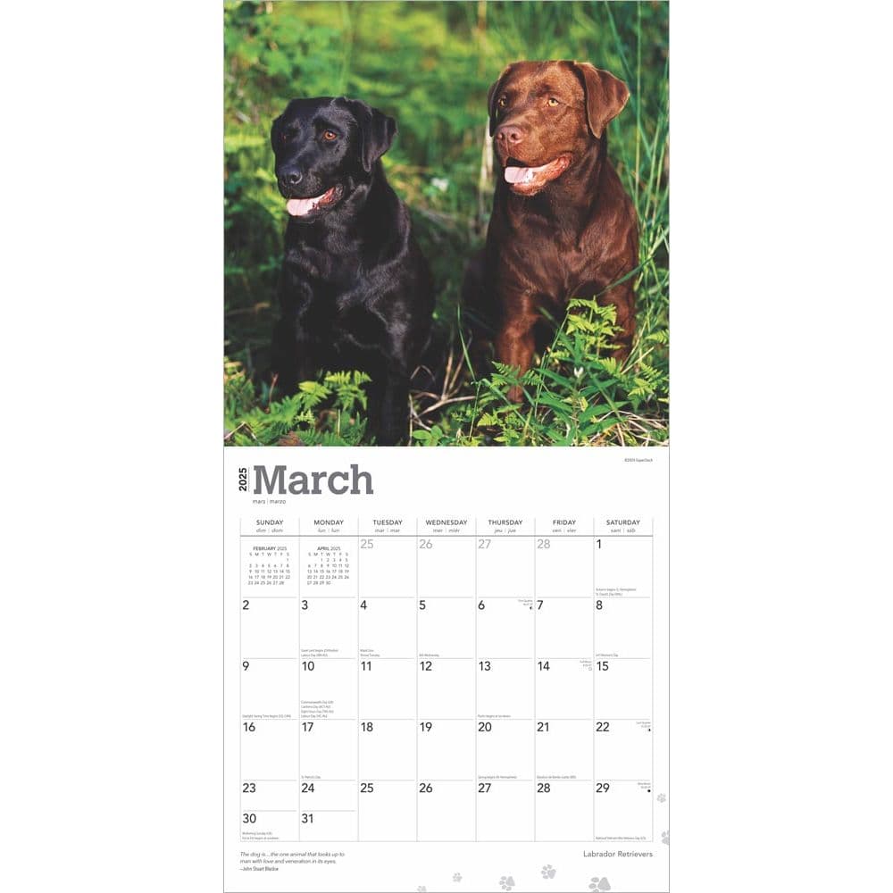 Labrador Retrievers 2025 Wall Calendar