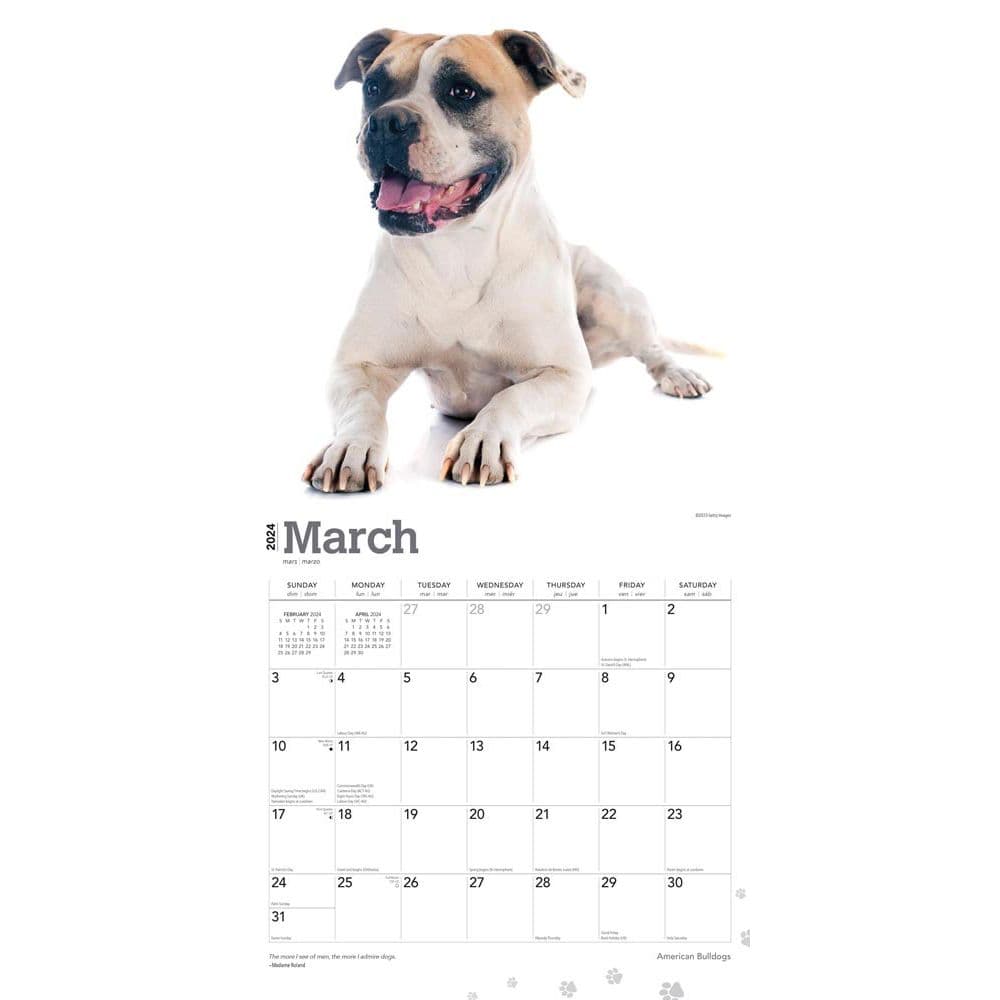 American Bulldogs 2024 Wall Calendar