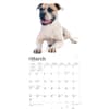 image American Bulldogs 2024 Wall Calendar Second Alternate Image width=&quot;1000&quot; height=&quot;1000&quot;