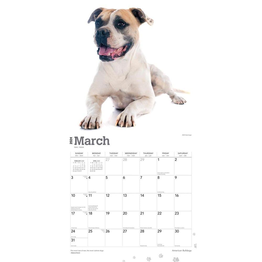 American Bulldogs 2024 Wall Calendar Second Alternate Image width=&quot;1000&quot; height=&quot;1000&quot;