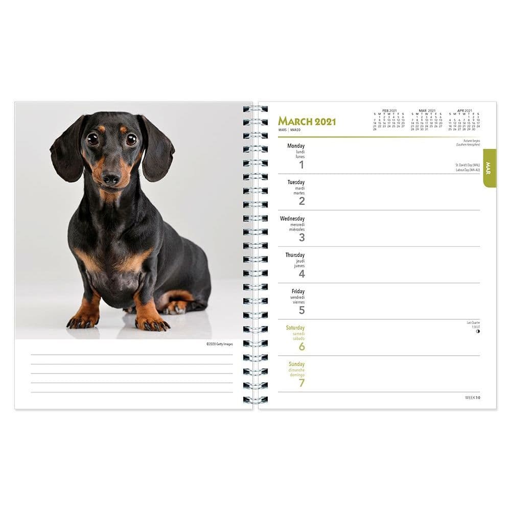 Dachshunds Planner Calendars Com