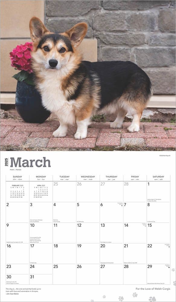 Welsh Corgis Deluxe 2025 Wall Calendar March