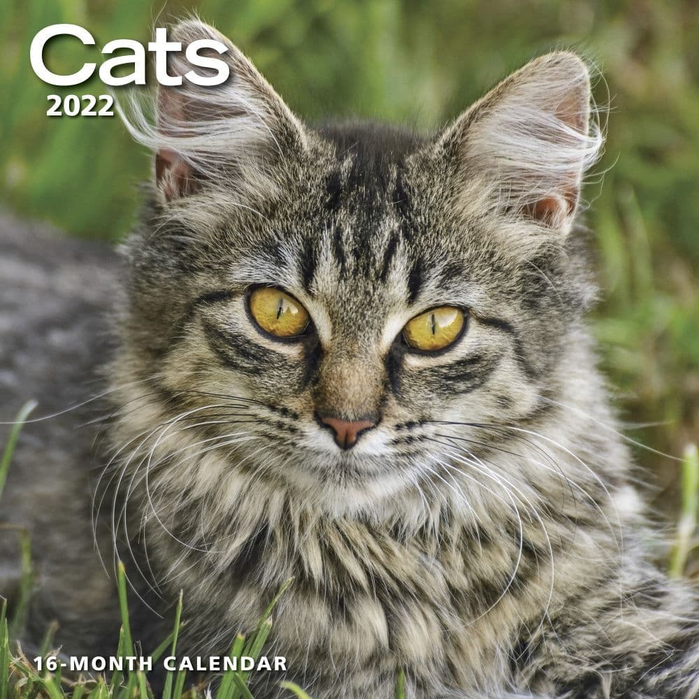 Cats 2022 Wall Calendar - Calendars.com
