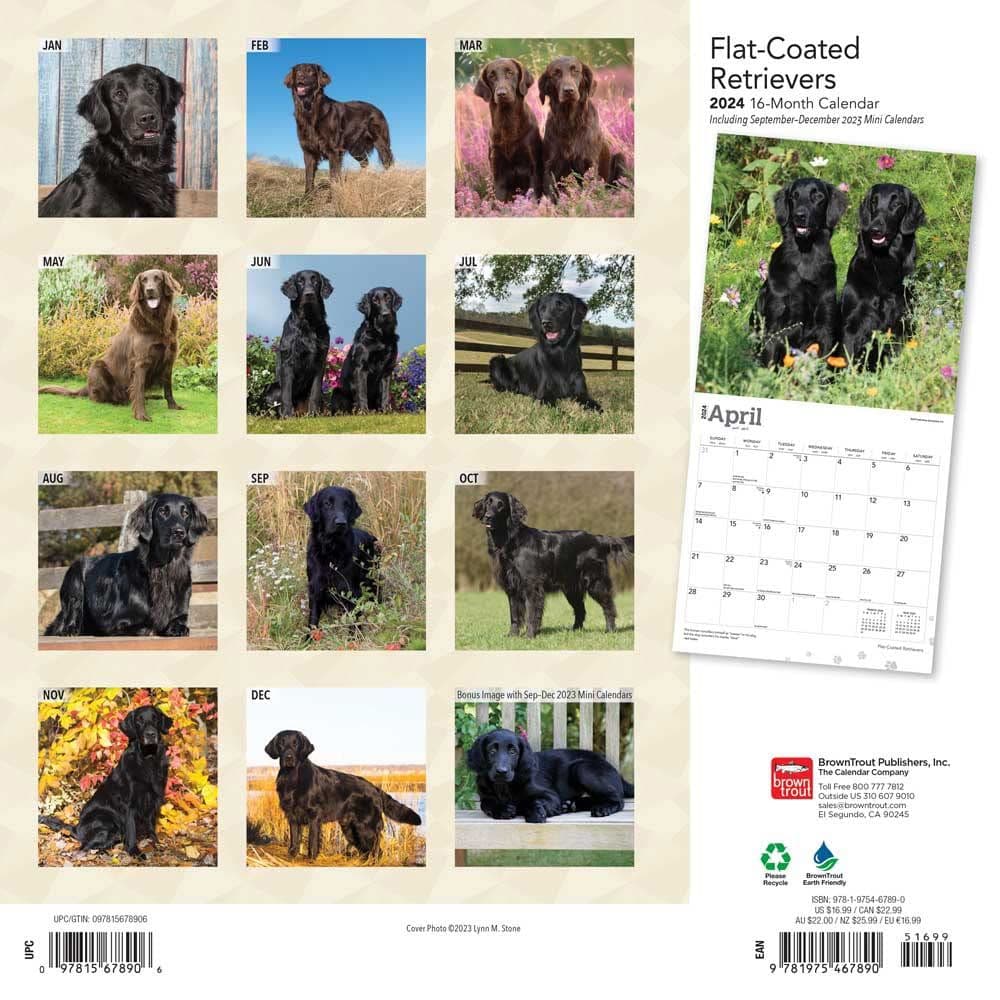 Flat-Coated Retrievers 2024 Wall Calendar First Alternate Image width=&quot;1000&quot; height=&quot;1000&quot;