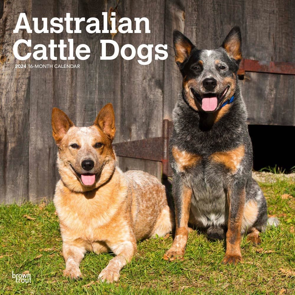 Australian Cattle Dogs 2024 Wall Calendar