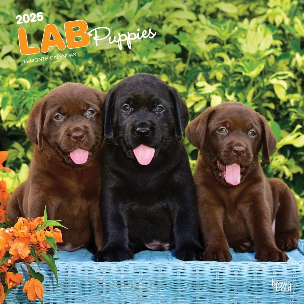 Lab Retriever Puppies 2025 Wall Calendar