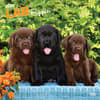 image Lab Retriever Puppies 2025 Wall Calendar