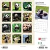 image Pandas 2024 Wall Calendar First Alternate Image width=&quot;1000&quot; height=&quot;1000&quot;