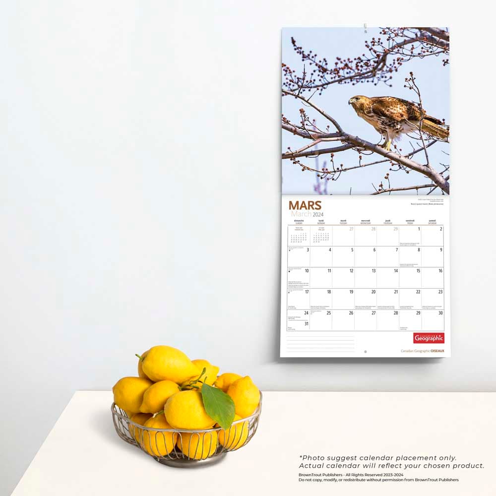 Canadian Geographic Oiseaux 2024 Wall Calendar on a wall