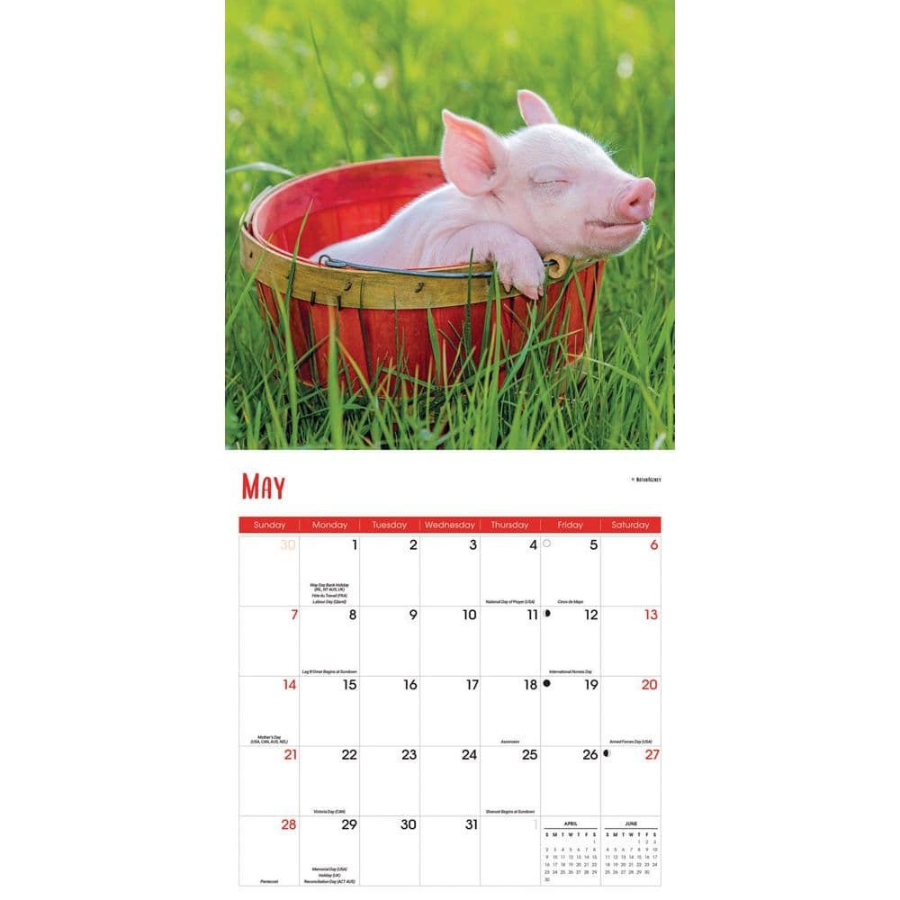 Pocket Pigs 2023 Wall Calendar - Calendars.com