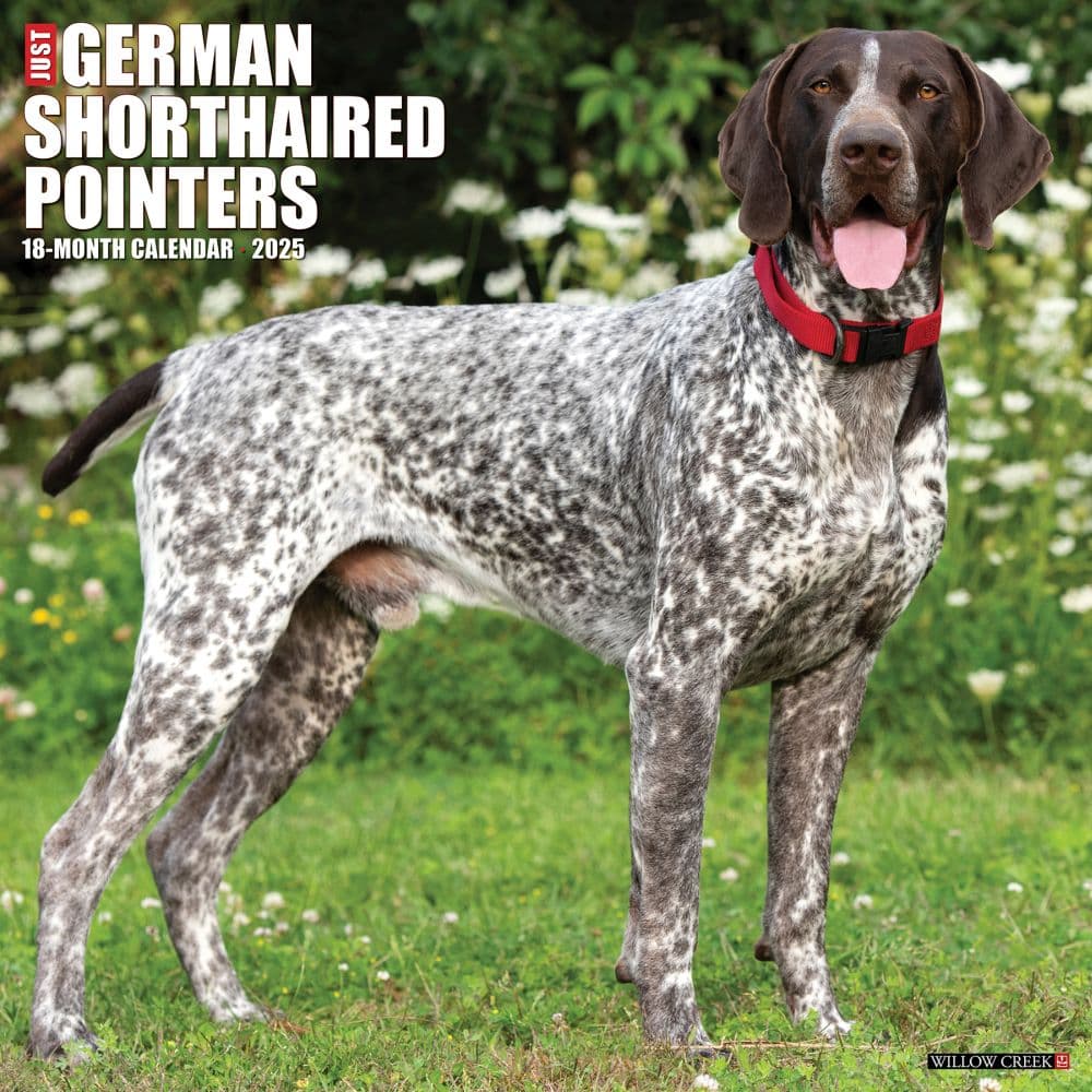 Just German Shorthair Pointers 2025 Wall Calendar