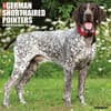 image Just German Shorthair Pointers 2025 Wall Calendar Main Image