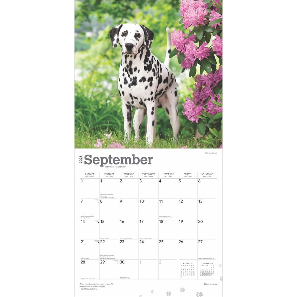 Dalmatians 2025 Wall Calendar Third Alternate Image