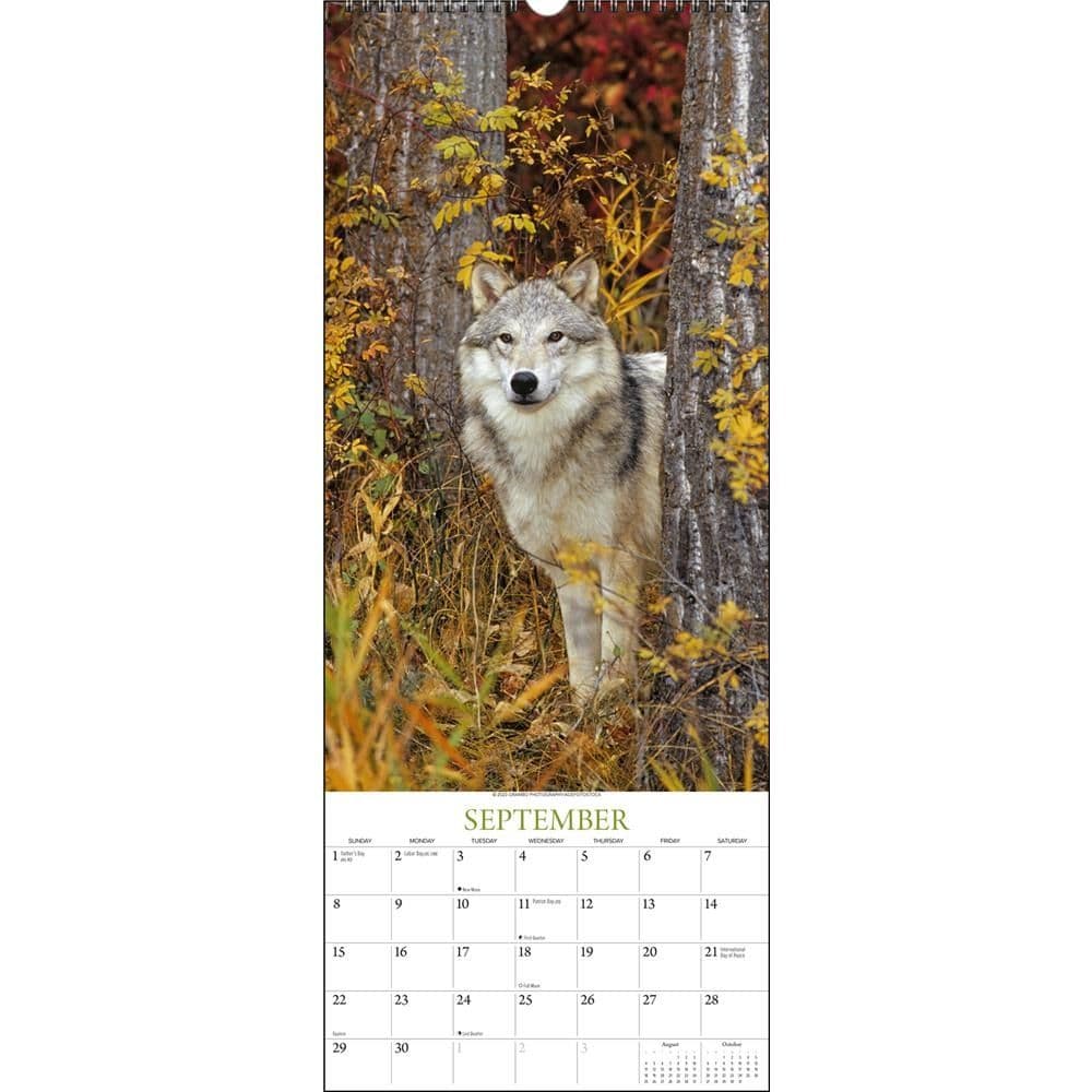 Wolves 2024 Slim Wall Calendar Fourth Alternate Image width=&quot;1000&quot; height=&quot;1000&quot;