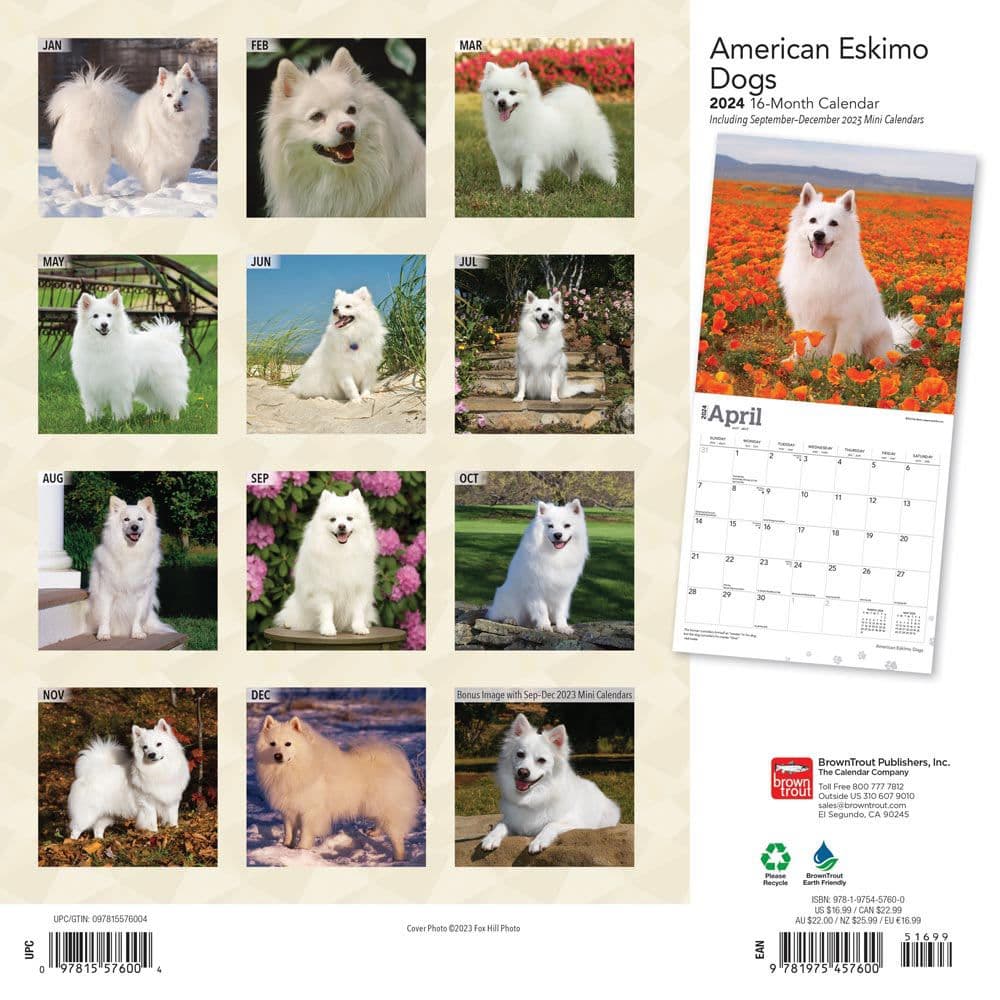 American Eskimo Dogs 2024 Wall Calendar