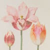 image Botanical Tulips Easter Card Fourth Alternate Image width=&quot;1000&quot; height=&quot;1000&quot;