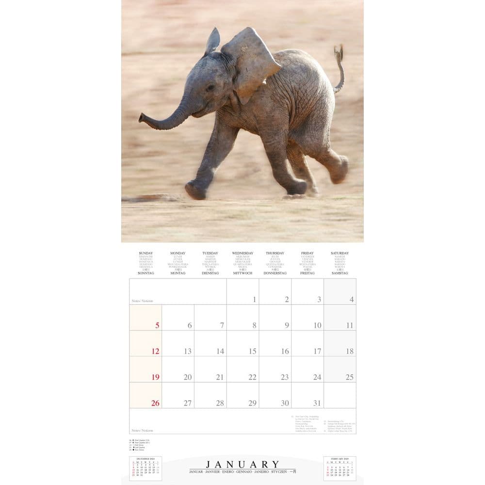 Elephant Families 2025 Wall Calendar