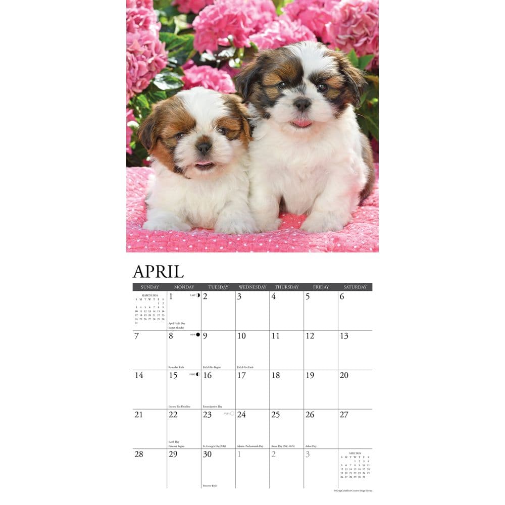 Just Shih Tzu Puppies 2024 Wall Calendar