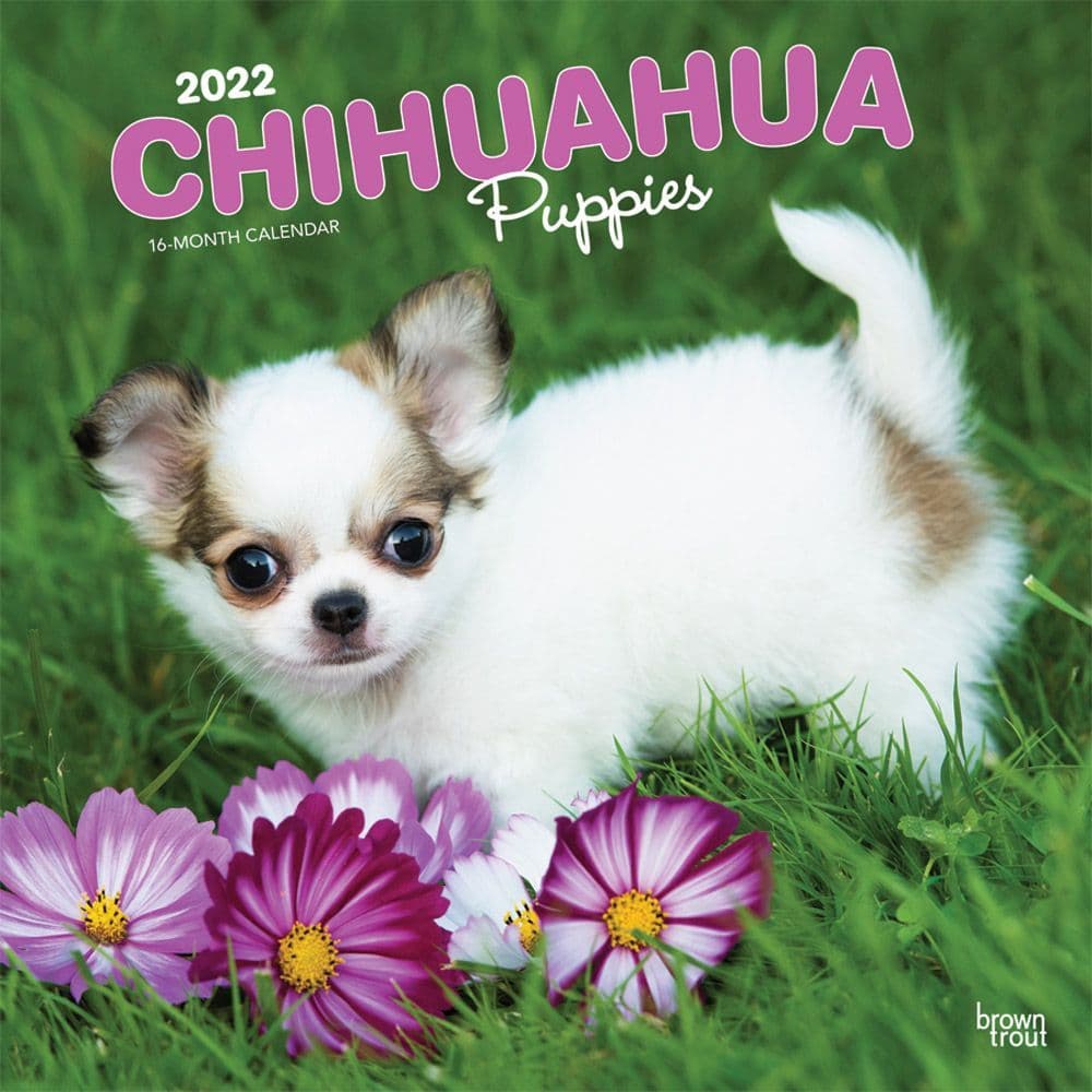 Chihuahua Puppies 2022 Calendar