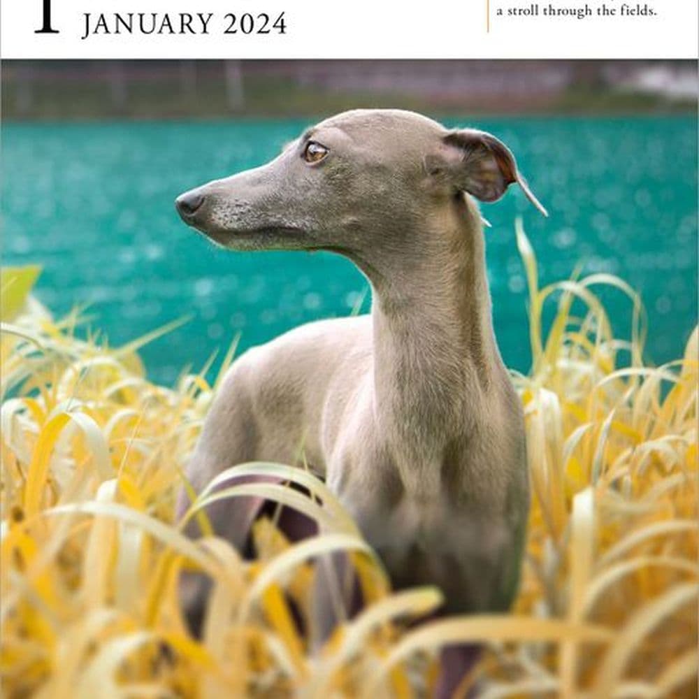 Dog Gallery 2024 Desk Calendar