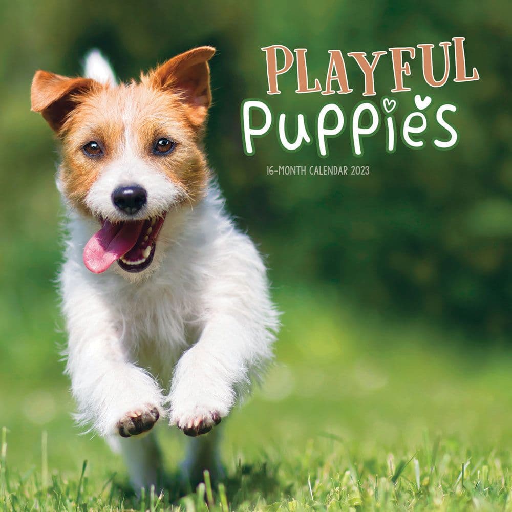 are puppies playful