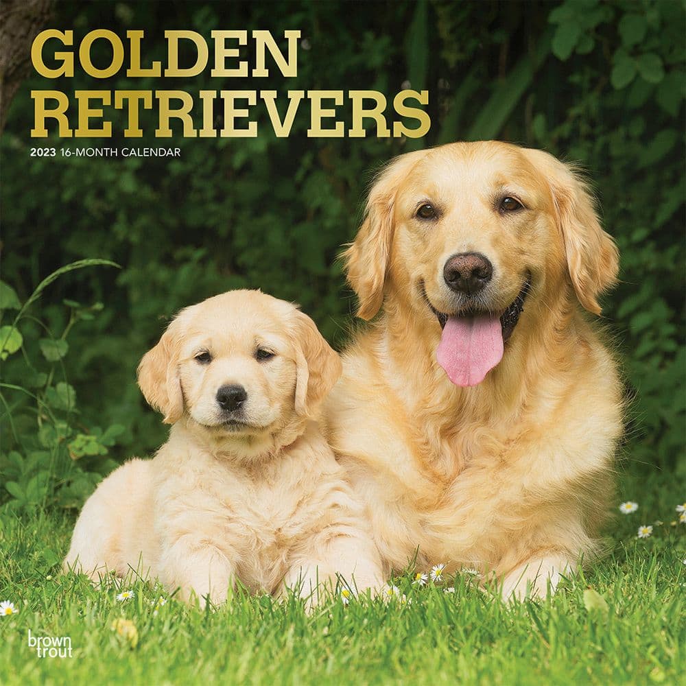 Golden Retrievers 2023 Square Wall Calendar - Calendars.com