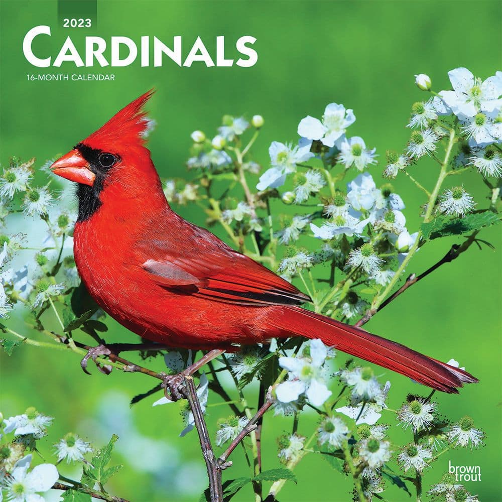 Arizona Cardinals 2023 Wall Calendar - 12 x 12 Inch