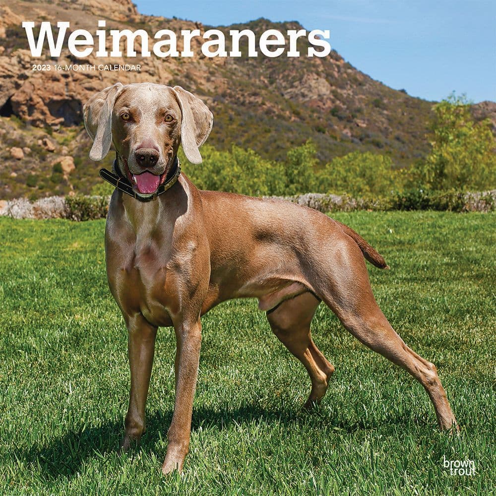 are weimaraner noisy