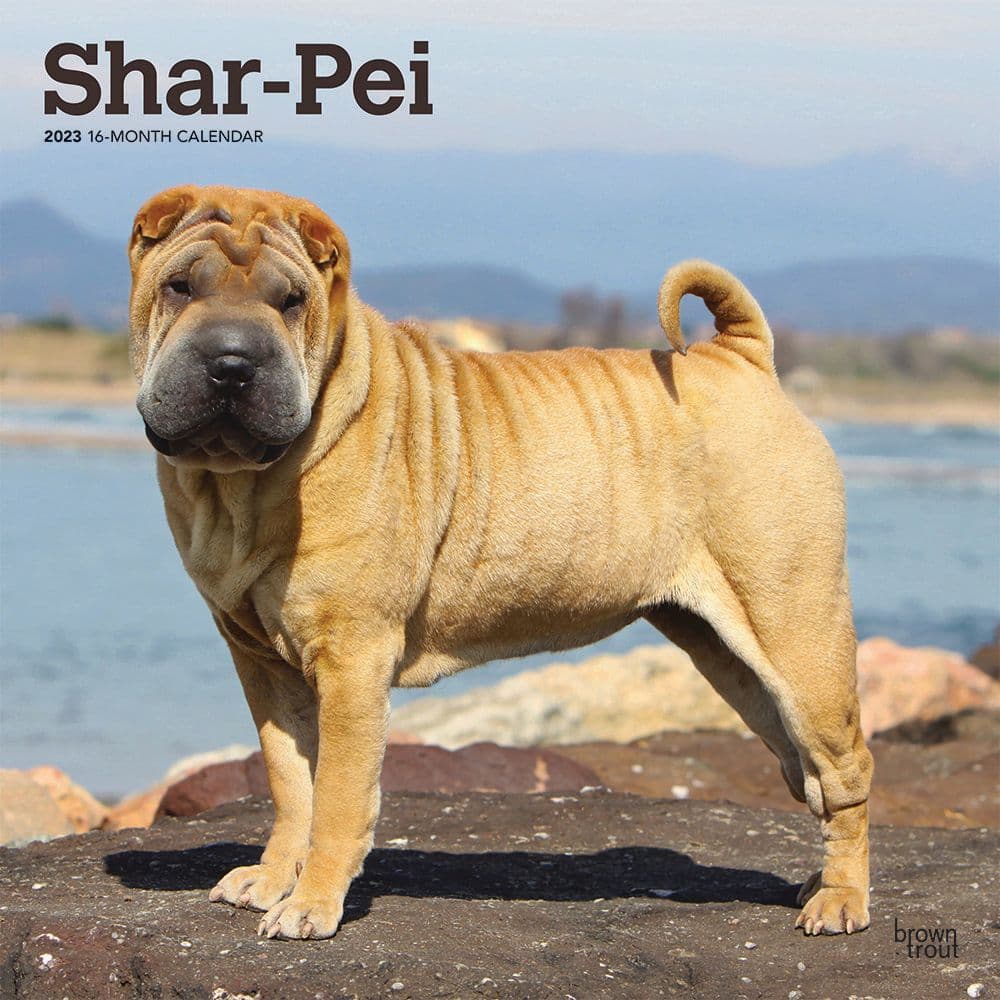 Shar Pei 2023 Wall Calendar - Calendars.com