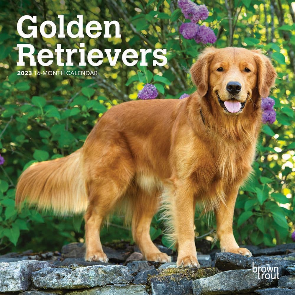 Golden Retrievers 2023 Mini Wall Calendar - Calendars.com Golden Retrievers 2023 Mini Wall Calendar - Calendars.com
