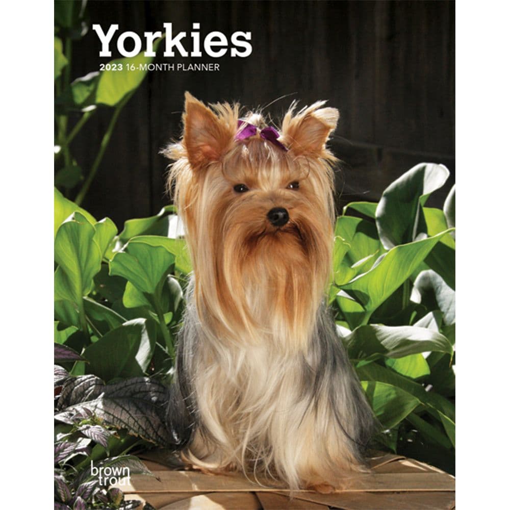 Are Yorkies Prone To Blindness