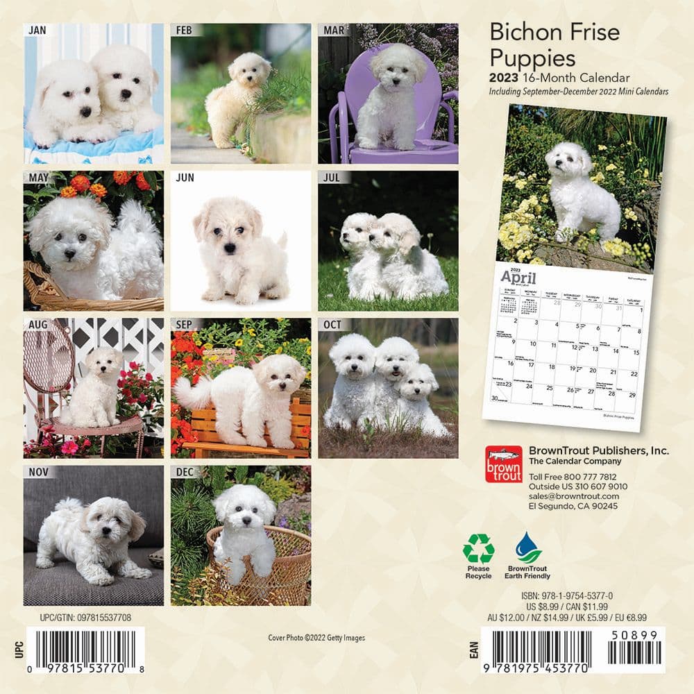 bichon-frise-puppies-2023-mini-calendar-calendars-com