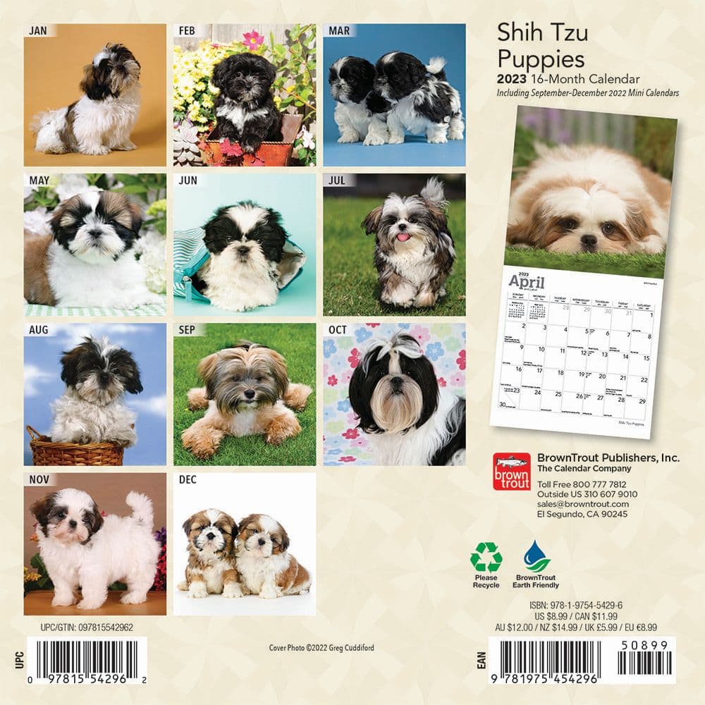 Shih Tzu Puppies 2023 Mini Wall Calendar 7x7 - Calendars.com shih-tzu-puppies-2023-mini-wall-calendar-7x7-calendars-com