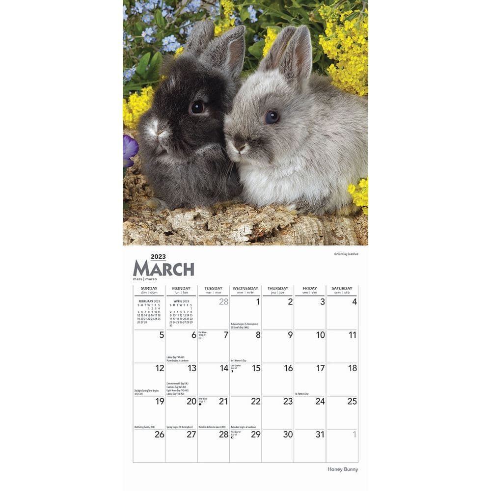 Honey Bunny 2023 Mini Wall Calendar 7x7 - Calendars.com