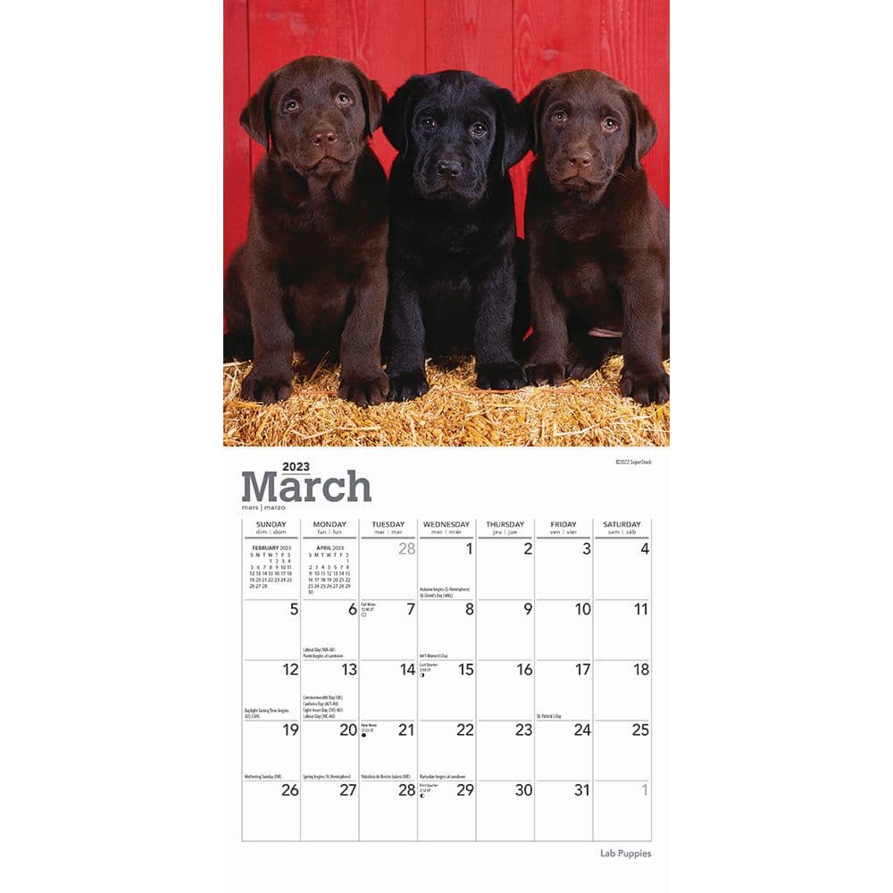 Lab Puppies 2023 Mini Wall Calendar 7x7 - Calendars.com