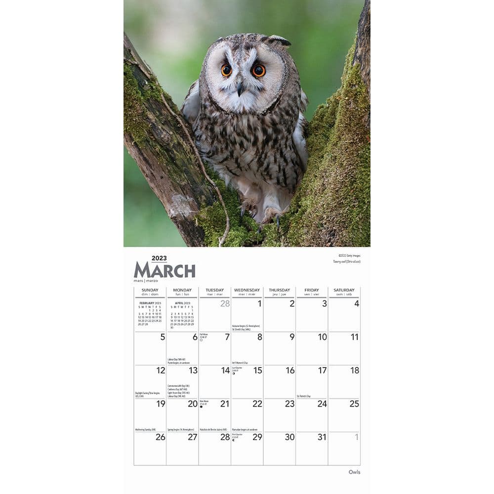 Owls 2023 Mini Wall Calendar 7x7