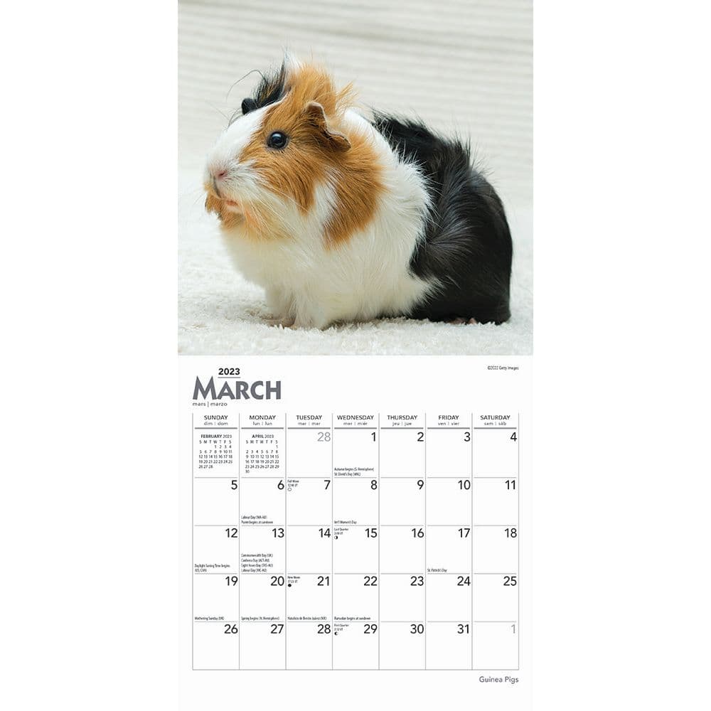 guinea-pigs-2023-mini-wall-calendar-7x7-calendars-com