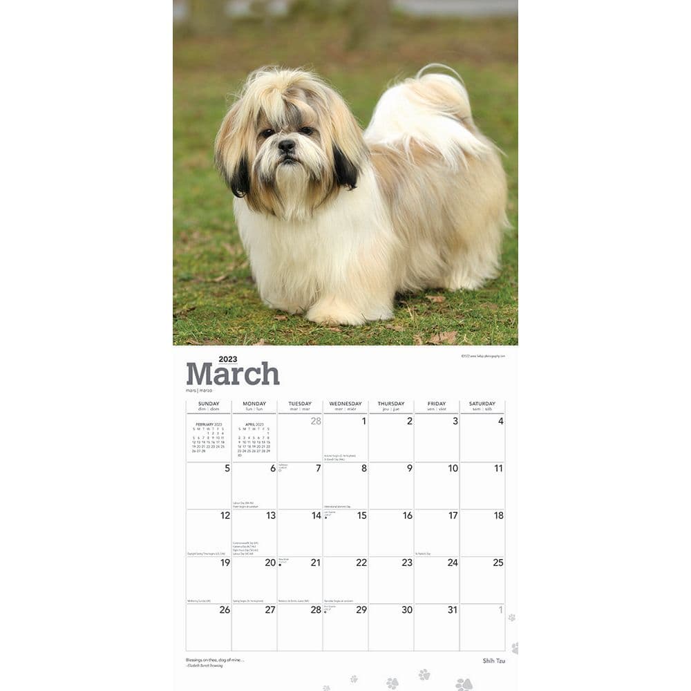 Shih Tzu 2023 Square Wall Calendar - Calendars.com shih-tzu-2023-square-wall-calendar-calendars-com